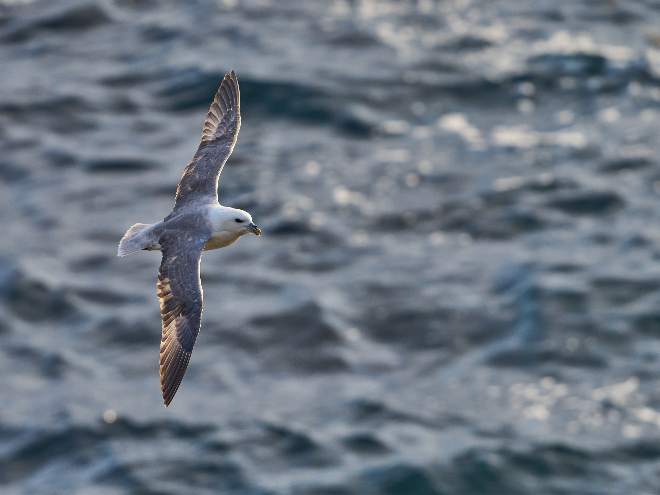 Nad Ba Tykiem Pojawi Si Fulmar To Pierwszy Taki Przypadek W Historii