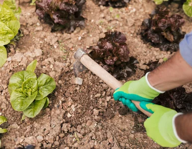 Miniatura: Ten moment w warzywniku jest kluczowy. Do...