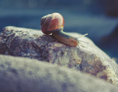 Miniatura: Jak pozbyć się szkodników z ogrodu?...