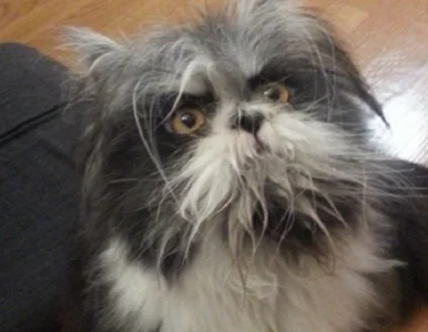 Miniatura: Pies, kot czy sowa? Zdjęcie Atchouma...