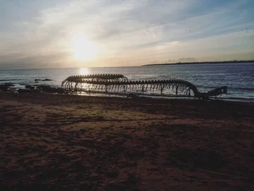 Serpent D'ocean 