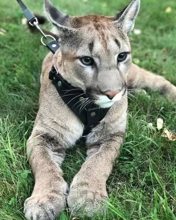 Puma Messi 