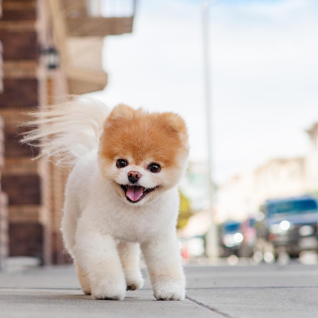 Boo the Pomeranian 