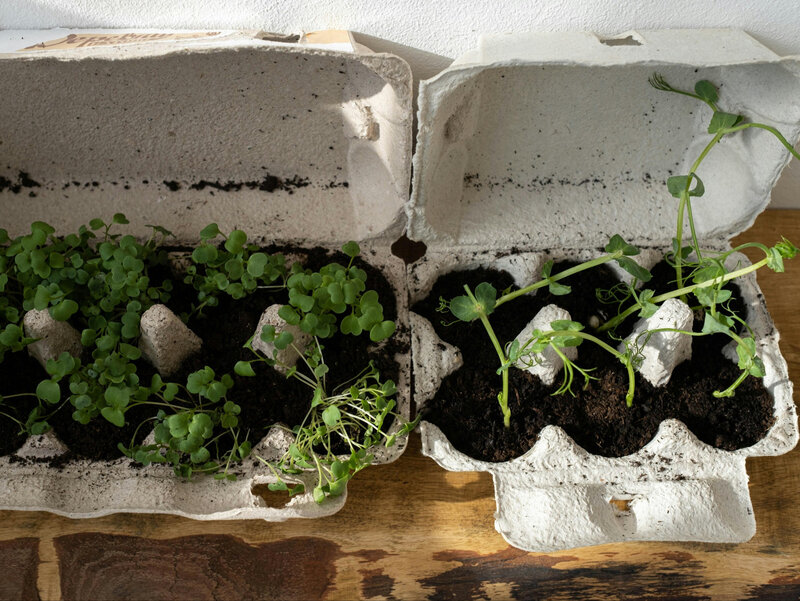Wytłoczki po jajkach są świetne do robienia rozsad