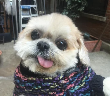 Pies Marnie 