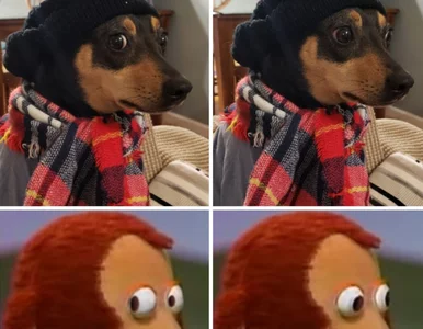 Miniatura: Psy podobne do... wszystkiego. To...