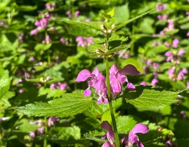 Miniatura: Jasnota purpurowa rośnie niemal wszędzie....