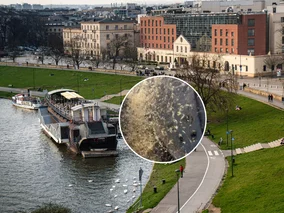 Miniatura: Niepokojąca inwazja owadów w polskim...