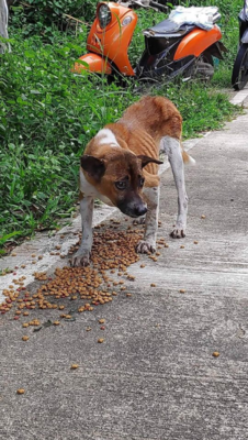 Miniatura: Niewidome, niepełnosprawne, wychudzone....