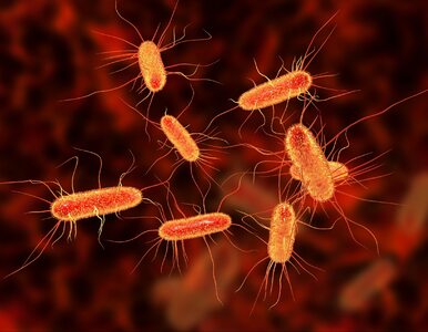 Miniatura: Escherichia coli – przyczyny i objawy...