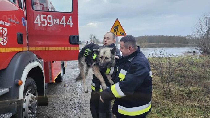 Strażacy uratowali psa