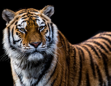 Miniatura: Olbrzymi tygrys-uciekinier siał postrach...
