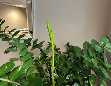 Miniatura: Jeden składnik plus woda. Zamiokulkas w...