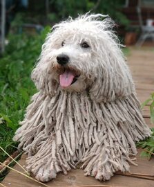 Miniatura: Ten pies wygląda jak mop. Jest przeuroczy!