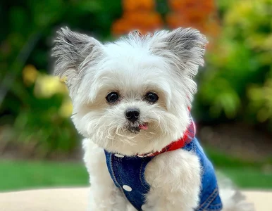 Miniatura: Ten maleńki pies robi furorę w sieci....