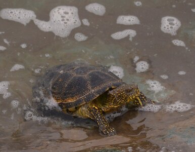 Miniatura: Przyrodniczy QUIZ o Polsce. Przekroczysz...