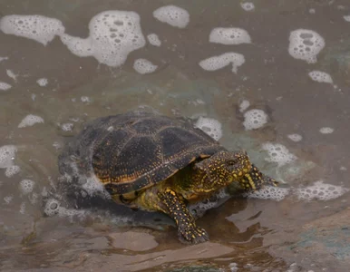 Miniatura: Przyrodniczy QUIZ o Polsce. Przekroczysz...