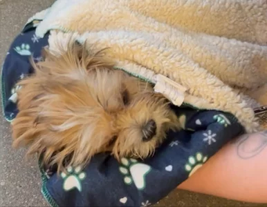 Miniatura: Odurzono psa, żeby żebrał z 14-latkiem....