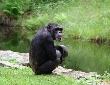 Miniatura: Szympans przeniesiony z Holandii do...