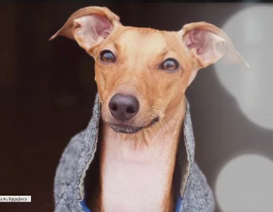 Miniatura: Iggy Joey - suczka, która została modelką