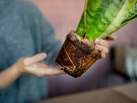 Miniatura: Rośliny doniczkowe mogą przeżyć atak...