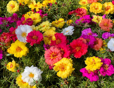 Miniatura: Masz wolne miejsce w ogrodzie? Posadź to w...