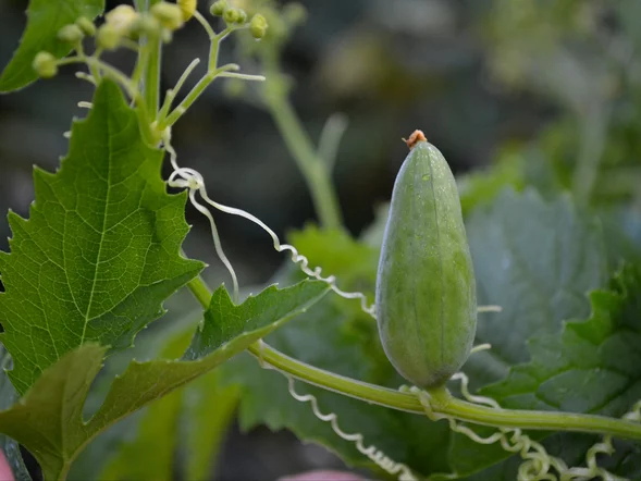 Miniatura: Posadź tę roślinę przy płocie. W kilka...