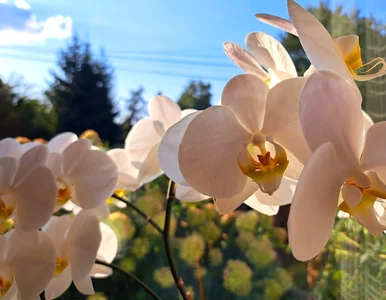 Miniatura: Mieszam ze sobą 2 rodzaje wody i podlewam...