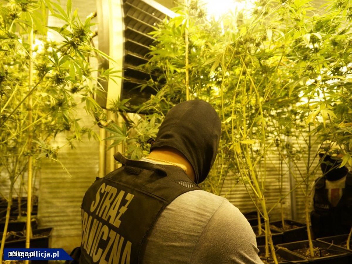 Dwupiętrowa plantacja marihuany zlikwidowana 
