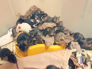 Myszy znalezione w mieszkaniu we Wrocławiu 