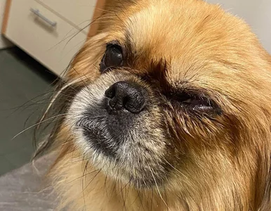 Miniatura: 12-latek oblał psa domestosem. Kuriozalne...