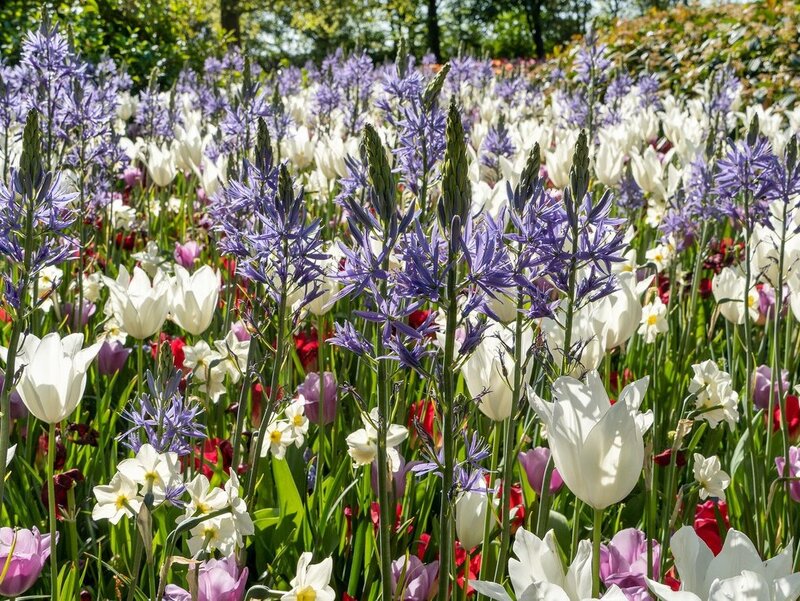 Kamasje wśród tulipanów