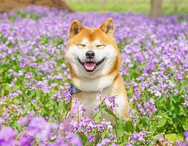 Miniatura: Pies urodzonym modelem? Ten Shiba Inu...