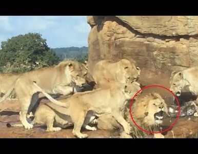Miniatura: Dziewięć lwic zaatakowało przywódcę stada....
