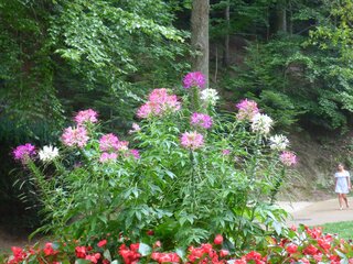 Kleome ciernista / Cleome hassleriana
