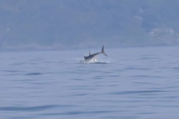 Tuńczyk Błękitnopłetwy 