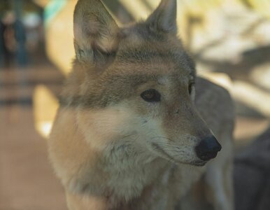 Miniatura: Naukowcy obalili popularny mit. Ten...