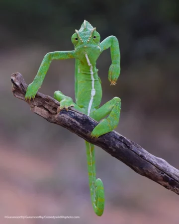 Finaliści konkursu Comedy Wildlife Photo Awards 2021 