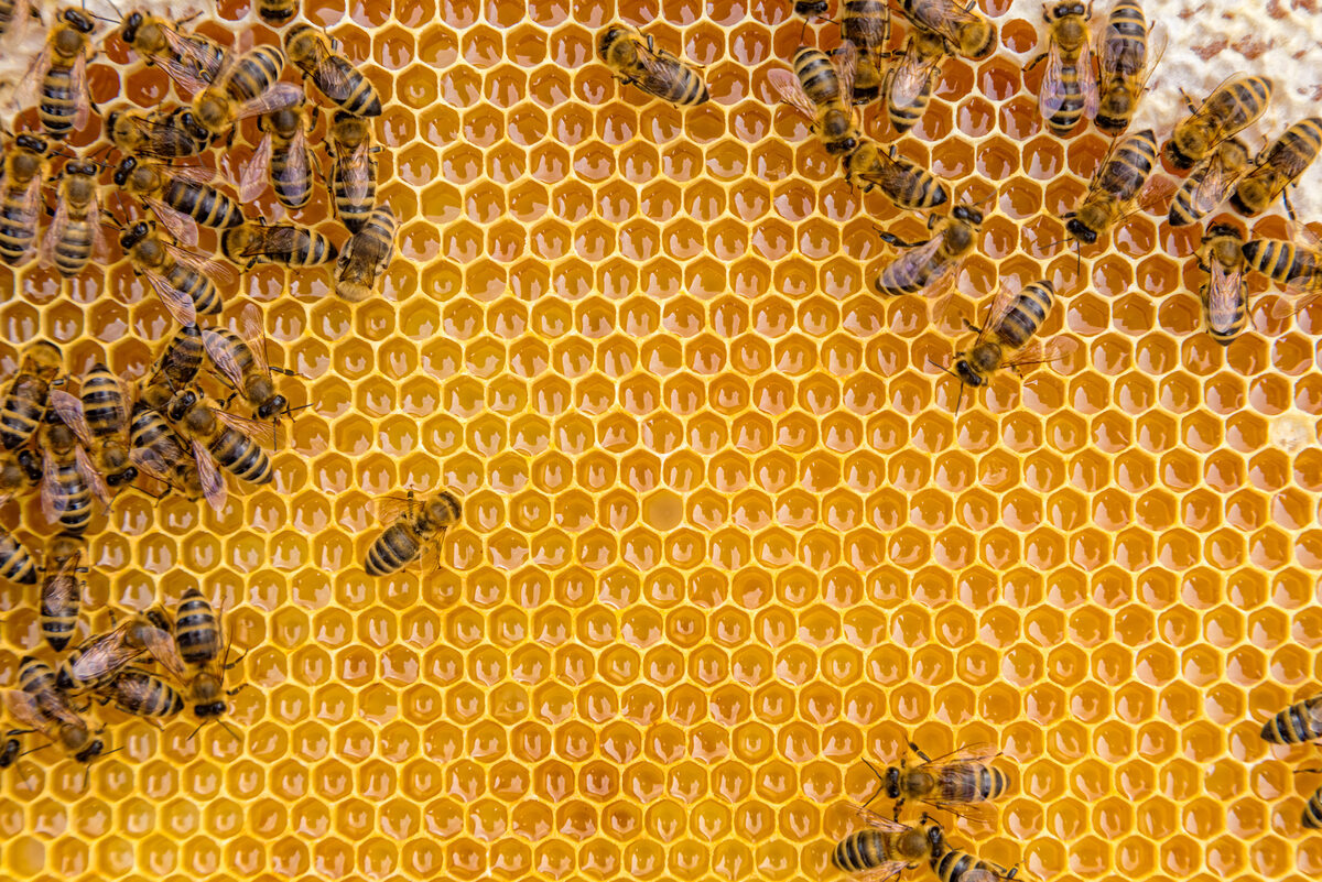Pszczoły wytwarzają pole elektryczne Pszczoły wyczuwają pole elektryczne kwiatu i wykorzystują je do wykrywania pyłków. Tak, kwiaty mają wokół siebie pola elektryczne. A pszczoły, które stają się dodatnio naładowane, gdy poruszają skrzydłami, wykorzystują pola elektryczne jako wskazówki do zbierania nektaru.