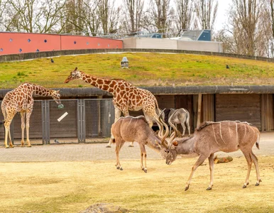 Miniatura: Wrocławskie ZOO przedstawia nowego...