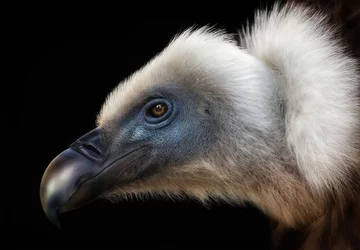 Portret sępa - finałowe zdjęcie Smithsonian Photo 2017 