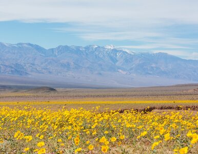 Miniatura: Ewenement w Dolinie Śmierci. Tego zjawiska...
