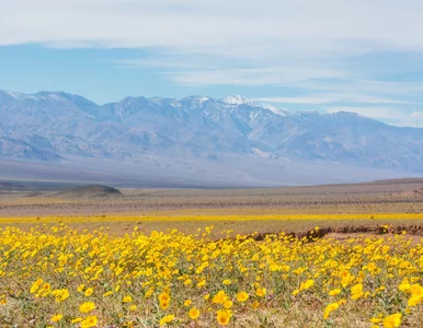 Miniatura: Ewenement w Dolinie Śmierci. Tego zjawiska...