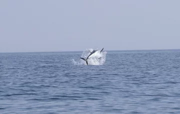 Tuńczyk Błękitnopłetwy 