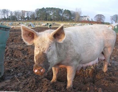 Miniatura: Chińscy rolnicy hodują za dużo świń. Rząd...