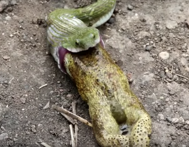 Miniatura: Wąż połknął gigantyczną żabę, a potem ją...
