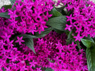 Piętak lancetowaty  / Pentas lanceolata