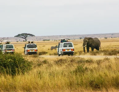 Miniatura: Safari w Afryce zakończyło się tragicznie....