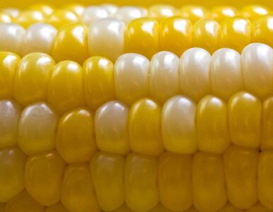 Miniatura: Złodzieje ukradli całą kukurydzę z pola