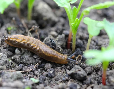 Miniatura: W końcu pozbędziesz się ślimaków! Po tym...